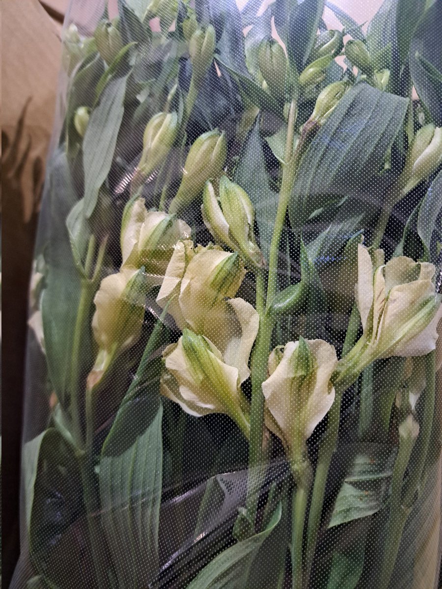 フラワーケンズ on X