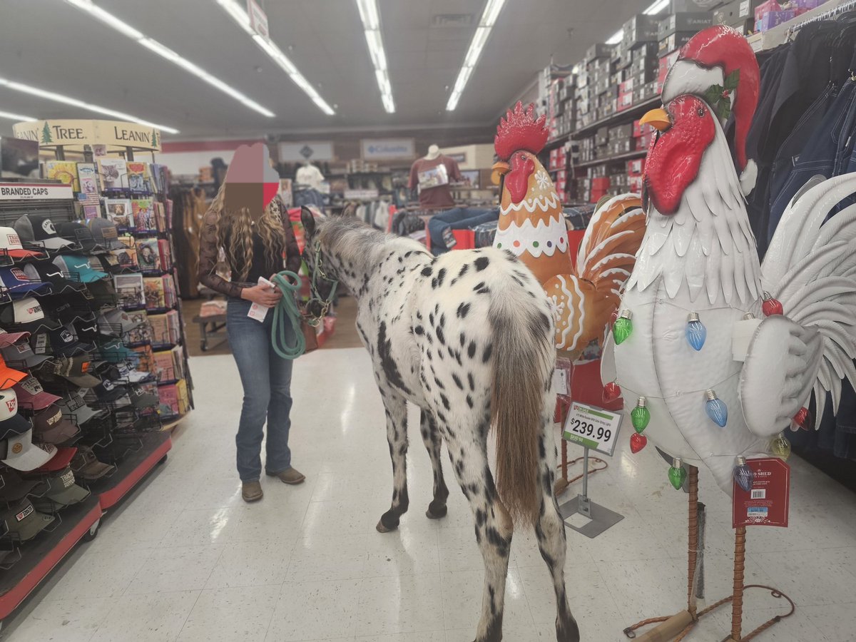 We're horsing around with this one 🔥🗣