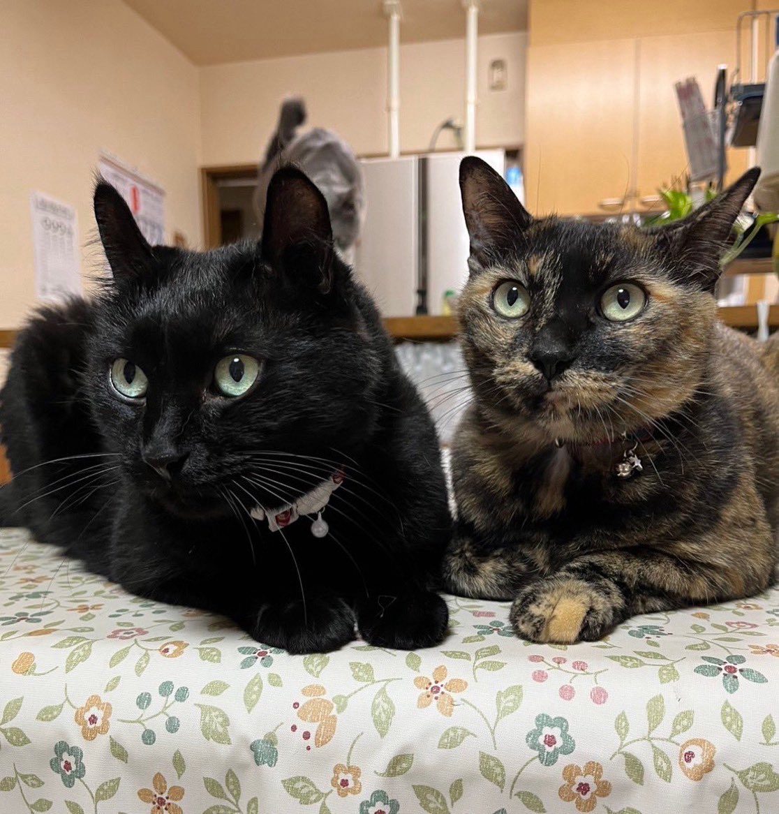 にゃぁMomページです♥️ みー☽ mam•ma mi-屋 on X