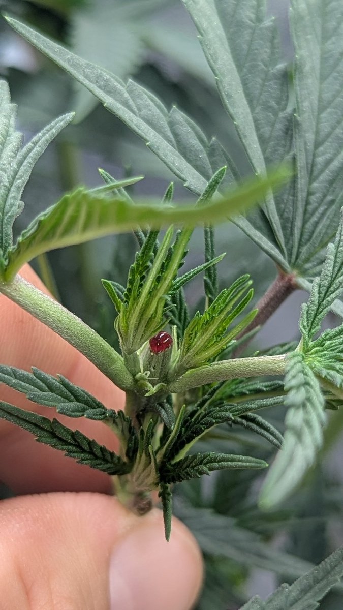 TempleGrower tweet media