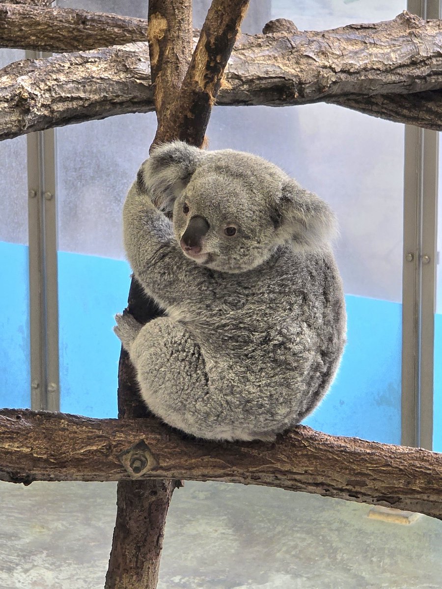 shogo021498's tweet image. あずちゃん🍠でおはようございます☀️

#あずま　#コアラ　#多摩動物公園