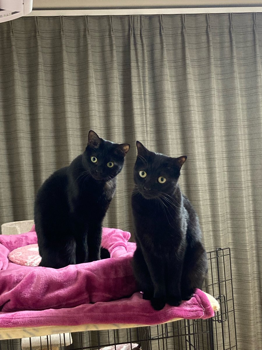 五月と水月と葉月 on X