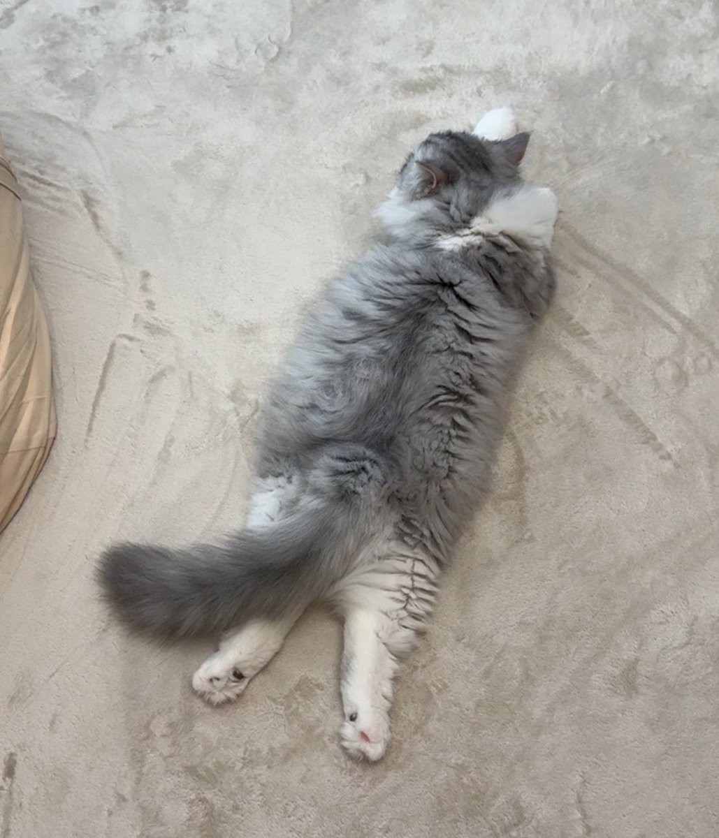 スコスコぽこ太郎&うま次郎 (@PocoUma) / Posts / X