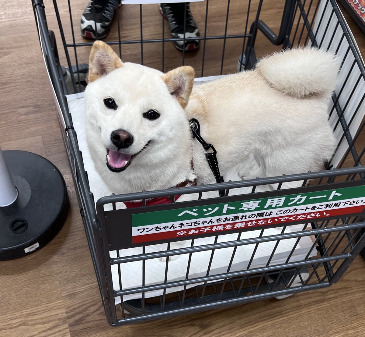 豆柴🐕エルちゃん on X