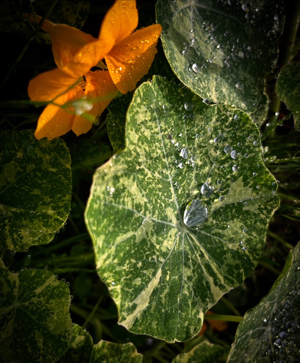 Karen Anstee tweet media