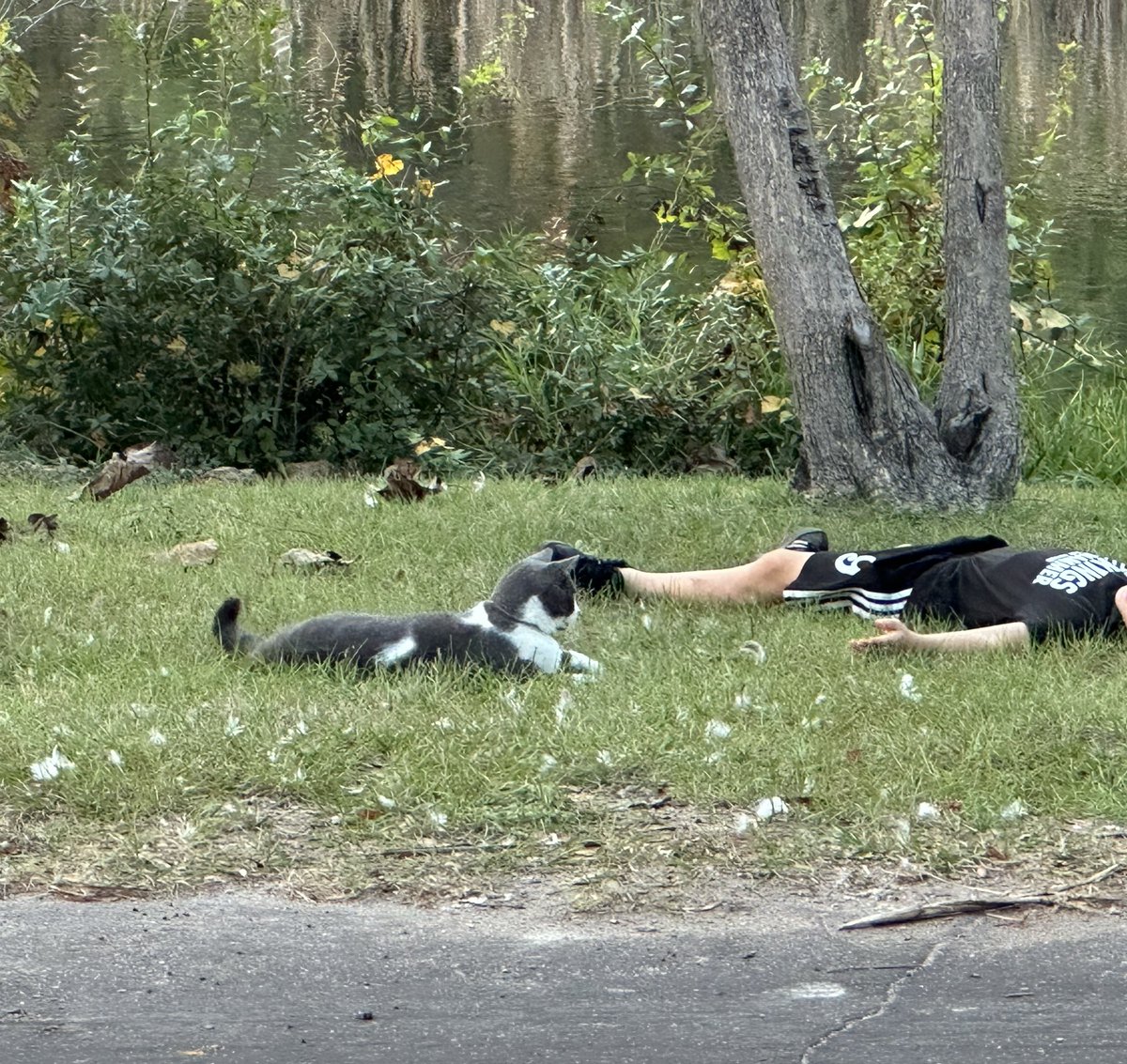 Mr Sprinkles has been guarding Moose and his friend throughout the yard this afternoon. This cat is the coolest! 😂