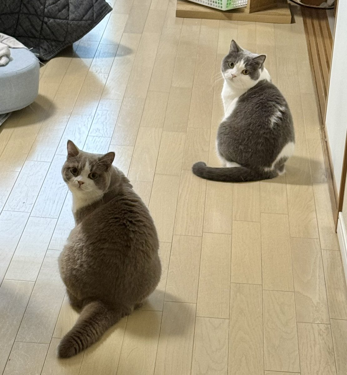 ネコ ふとっちぃZooにゃんこ みけねこ | リードのおみせ Catail