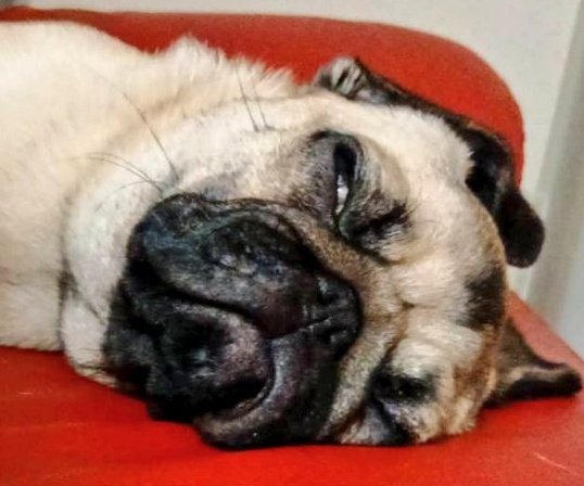 パグお(パグ愛好家) (@pug3ta) / Posts / X