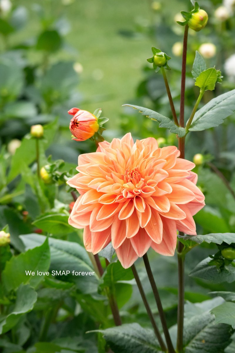 専用ページ S♡さん 安全靴 スニーカー ジーベック85406 |サンワーク本店