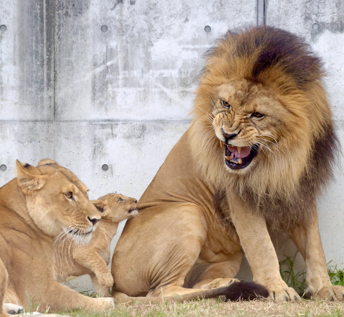 メディチライオンの像 ヴァッカ と ファンチェッリ (2 lions) アニア 「ライオン・キング」ムファサ（TS0540488）｜ライオン・キング