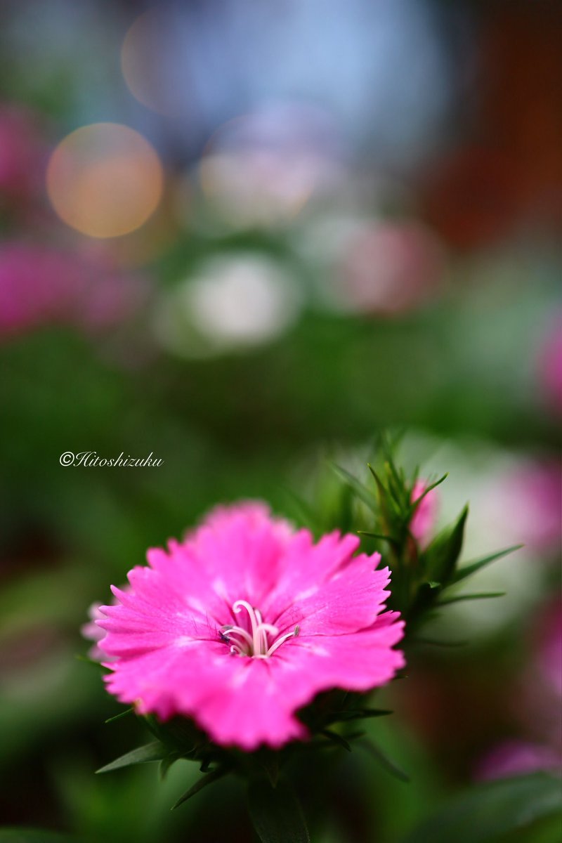 🏝Hitoshizuku🏖 on X