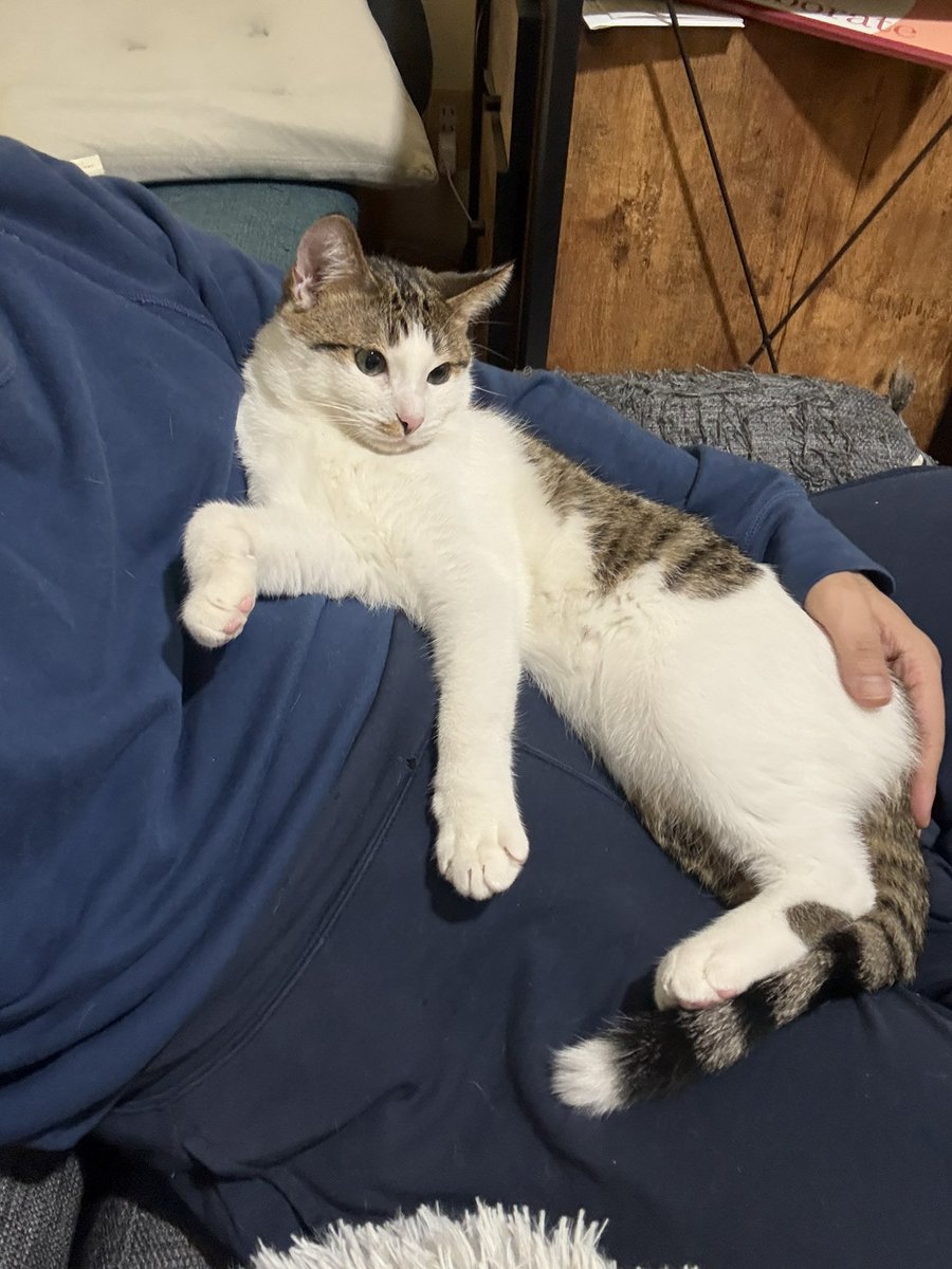 ノビター（5匹家族） (@00shitemita) / Posts / X