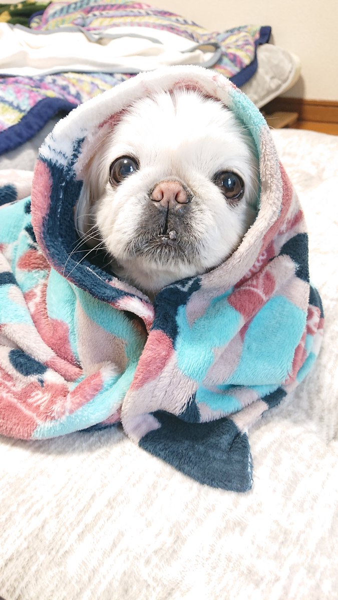 かおりん (@shiro0201_111) / Posts / X