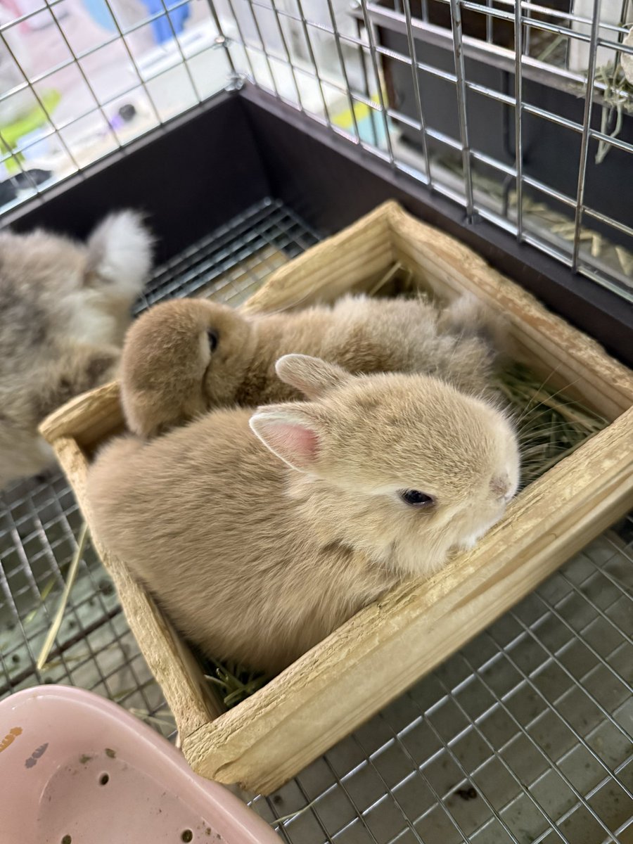 うさぎとCafe🐰うさぎカフェ on X