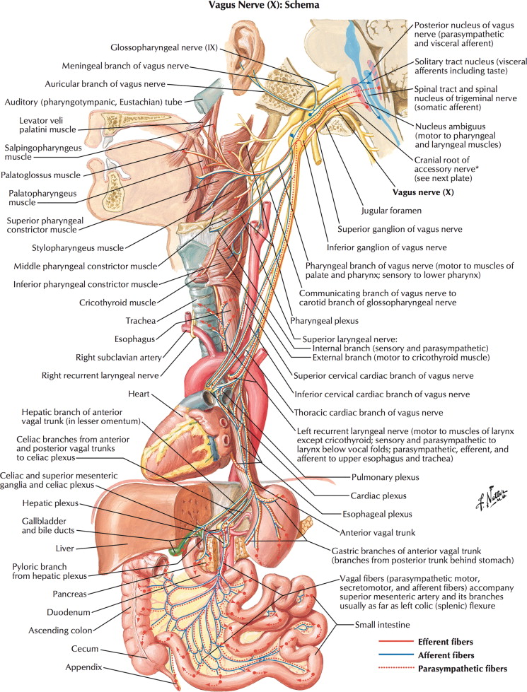 The complexity of the vagus nerve ⚡️