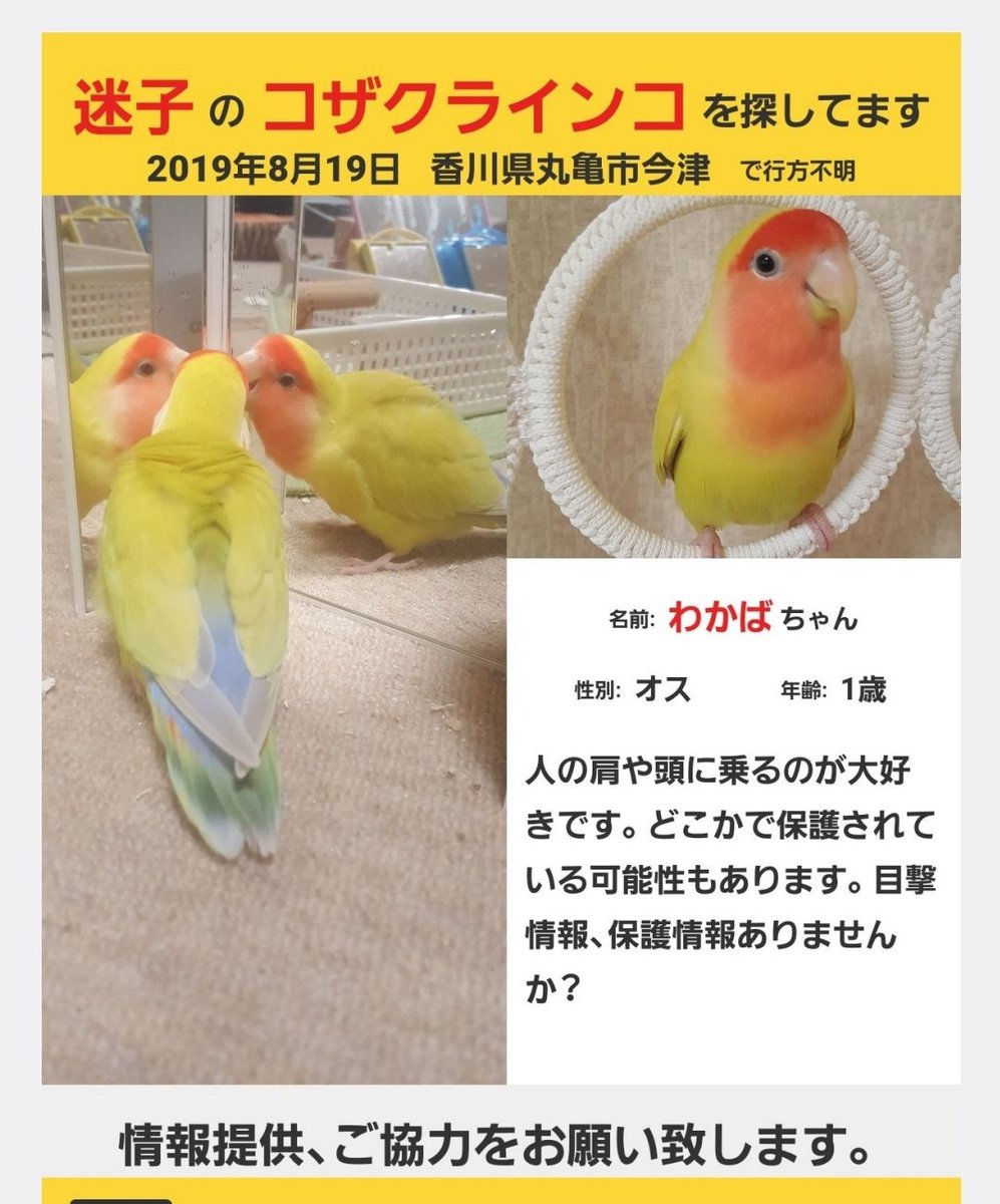 コザクラインコ　リクエストページ 香川県迷子コザクラインコのわかばを探しています on X