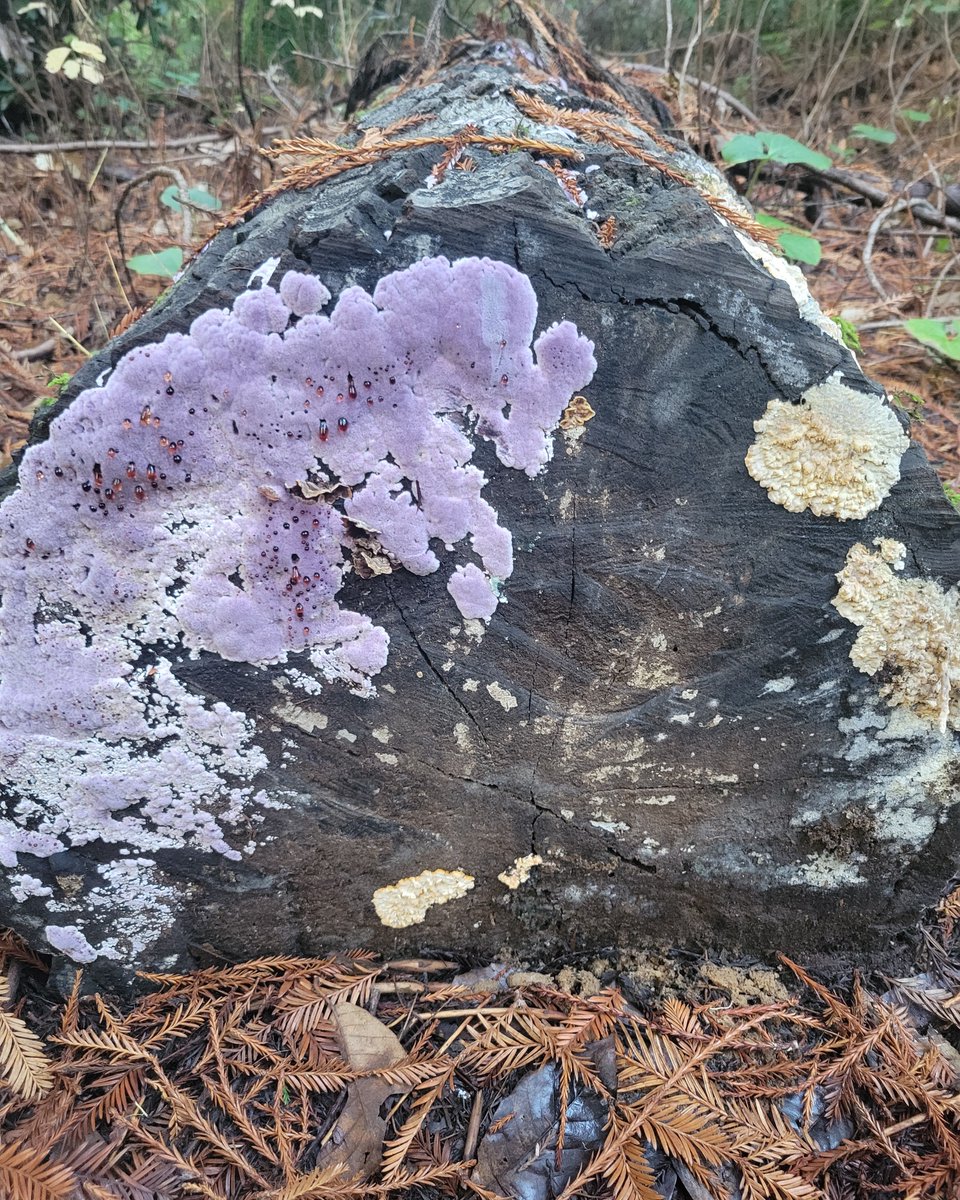 Santa Cruz Museum of Natural History tweet media