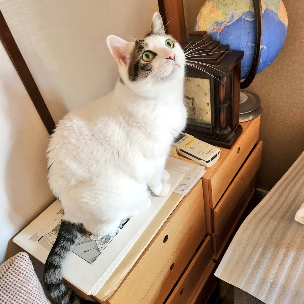 akira___f's tweet image. いつかのすばる
あのね、君が今お尻に敷いてるのはアナログ原稿といってね…