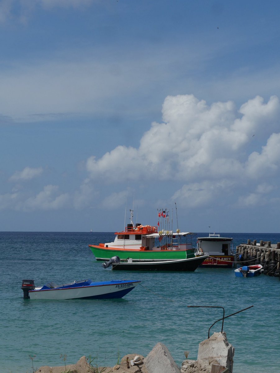 choosyperspectives tweet media