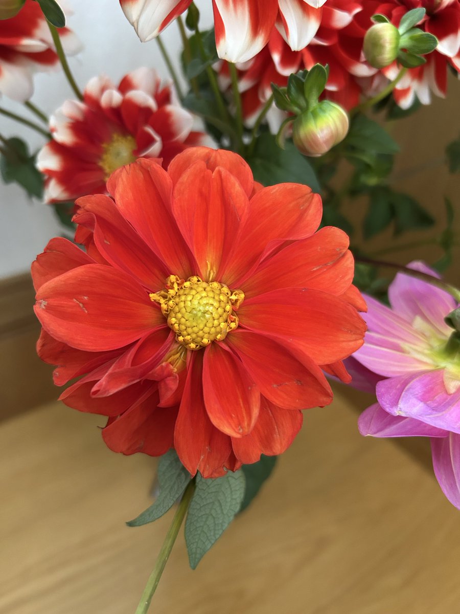 ゴンさま 専用ページ❁⃘*.゜ Syogyo on X