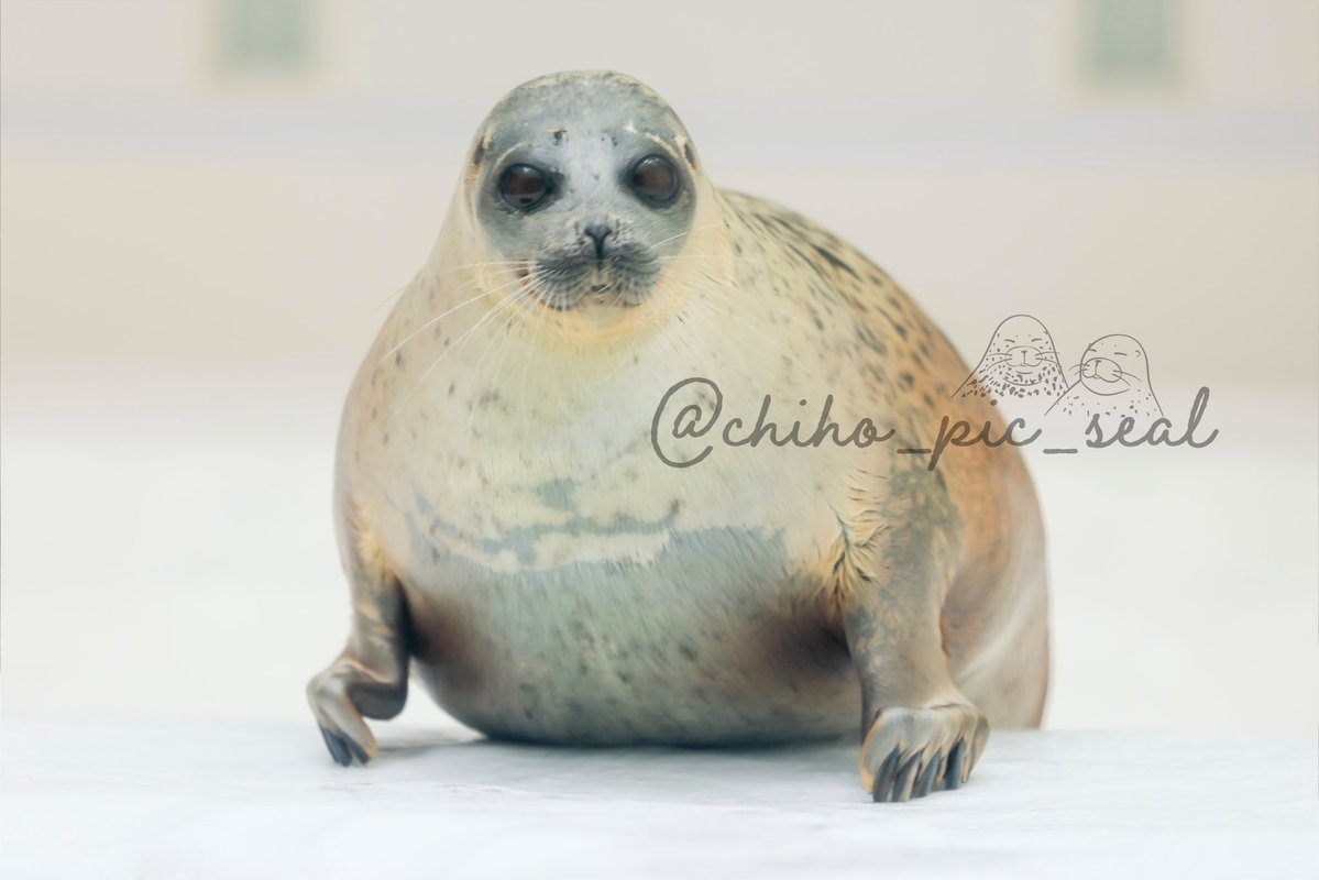chiho_pic_seal's tweet image. ワモンアザラシのアラレちゃん♡
🦭Ringed seal / Arare
📆2025年撮影
📍 海遊館 Osaka Aquarium Kaiyukan
#海遊館
#ワモンアザラシ
#アザラシ
#seal