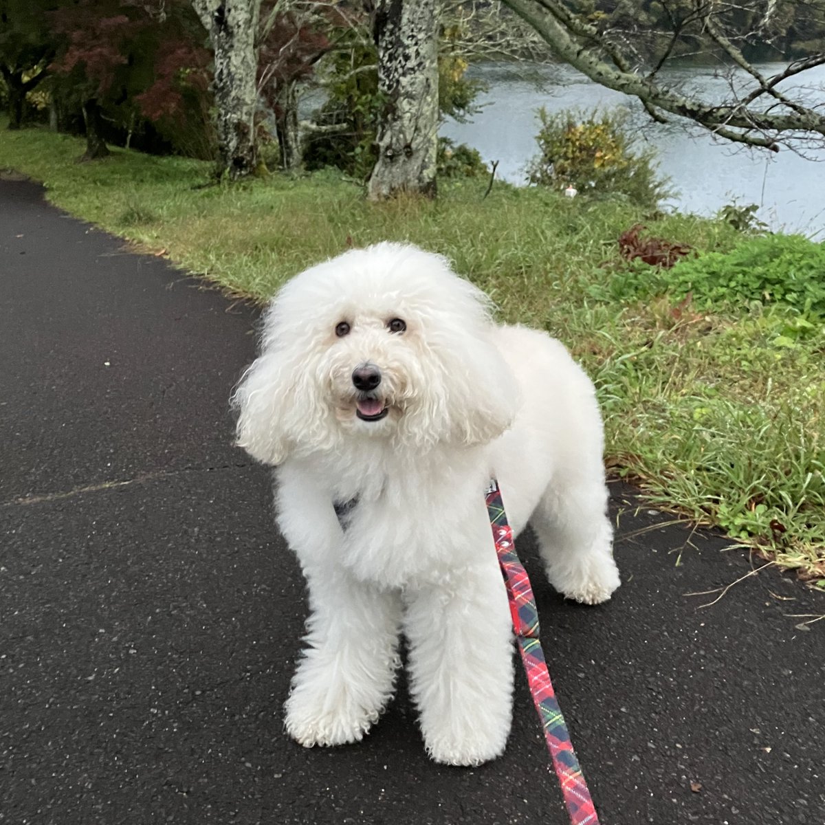 『今日は朝散歩 うれしいワン』