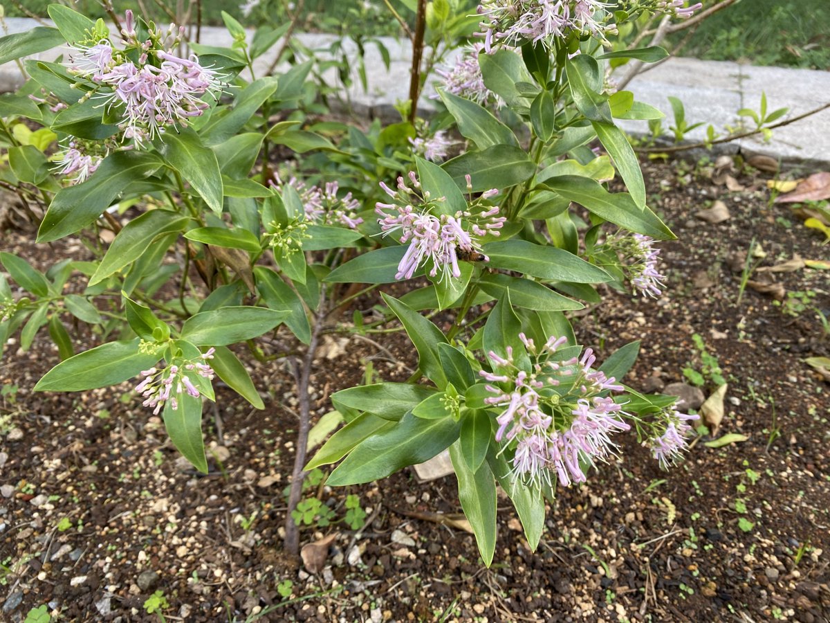 小笠原ビジターセンター・大神山公園 on X