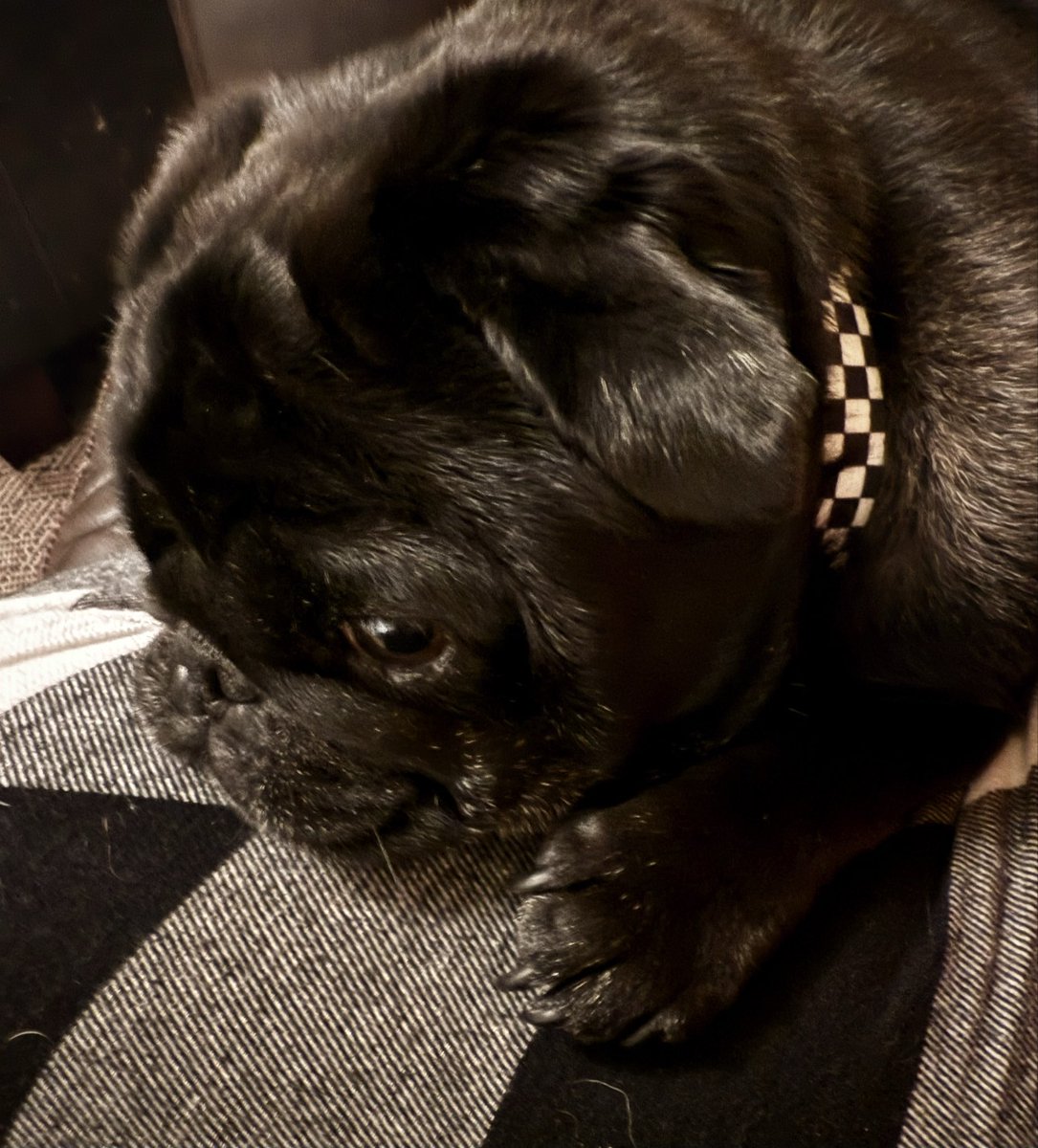 drheidibc's tweet image. My baby honoring the Empress @WWEAsuka with his new collar. Even though he doesn’t really have a neck. 💁🏻‍♀️😈