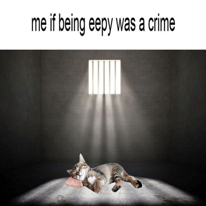 CatTikToks's tweet image. 