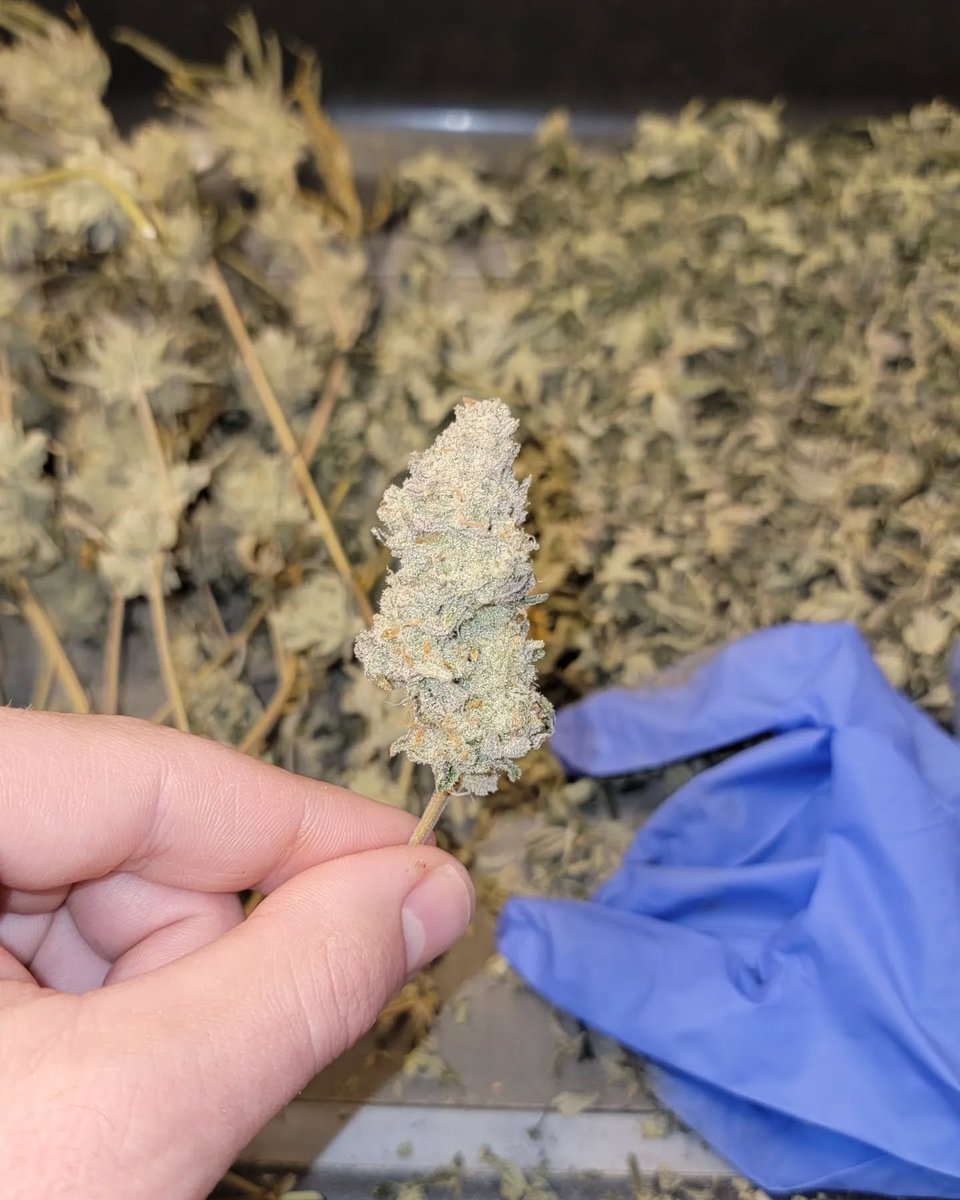 CaliCorner1's tweet photo. Aggressive trichome production on this living soil grown Sugar Cane from my last grow. Third picture was taken with flash and the first two without flash. I took this plant to day 63 of flower and gave her nothing but aquarium water. https://t.co/sXbDElZ1qj