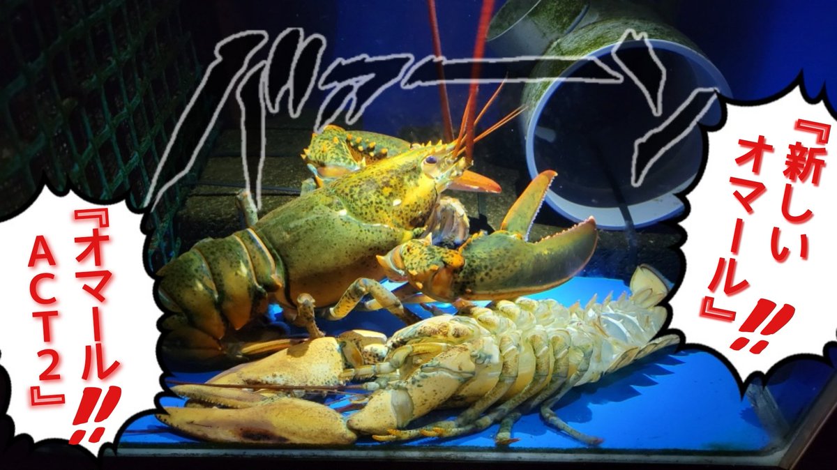 sakanakudo's tweet image. うわぁーー！！