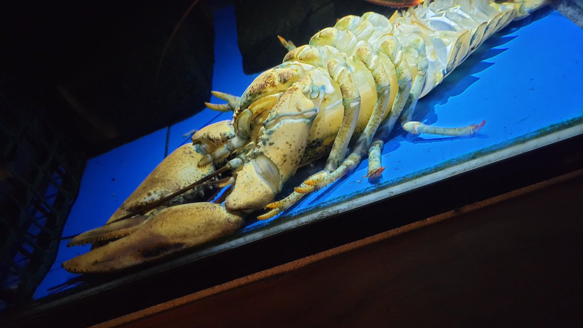 sakanakudo's tweet image. うわぁーー！！