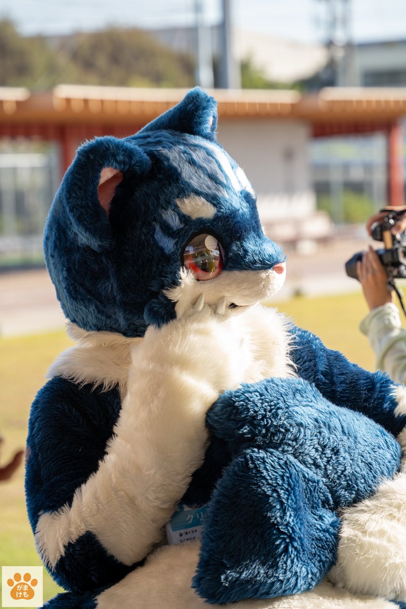 良い天気になりそうだね！
#がまけも　#FursuitEveryday　#愛知県蒲郡市