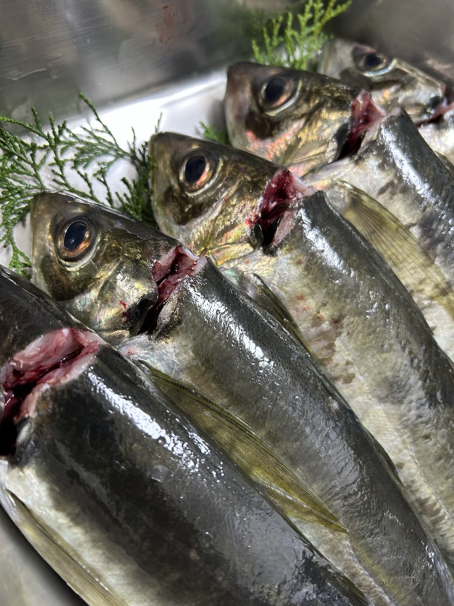 うおとら様 確認用 うおとら様 確認用 うおとら様 確認用 魚寅