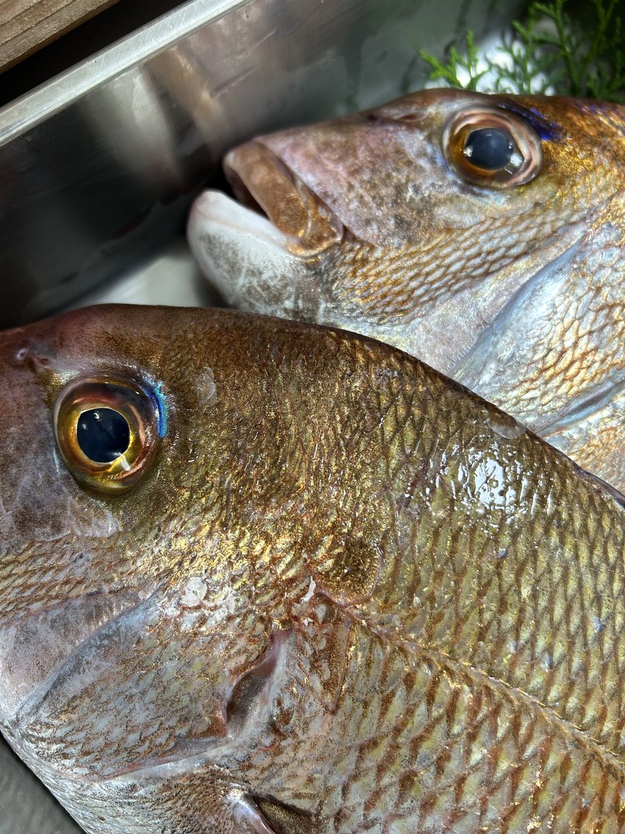 魚虎 うおとら on X