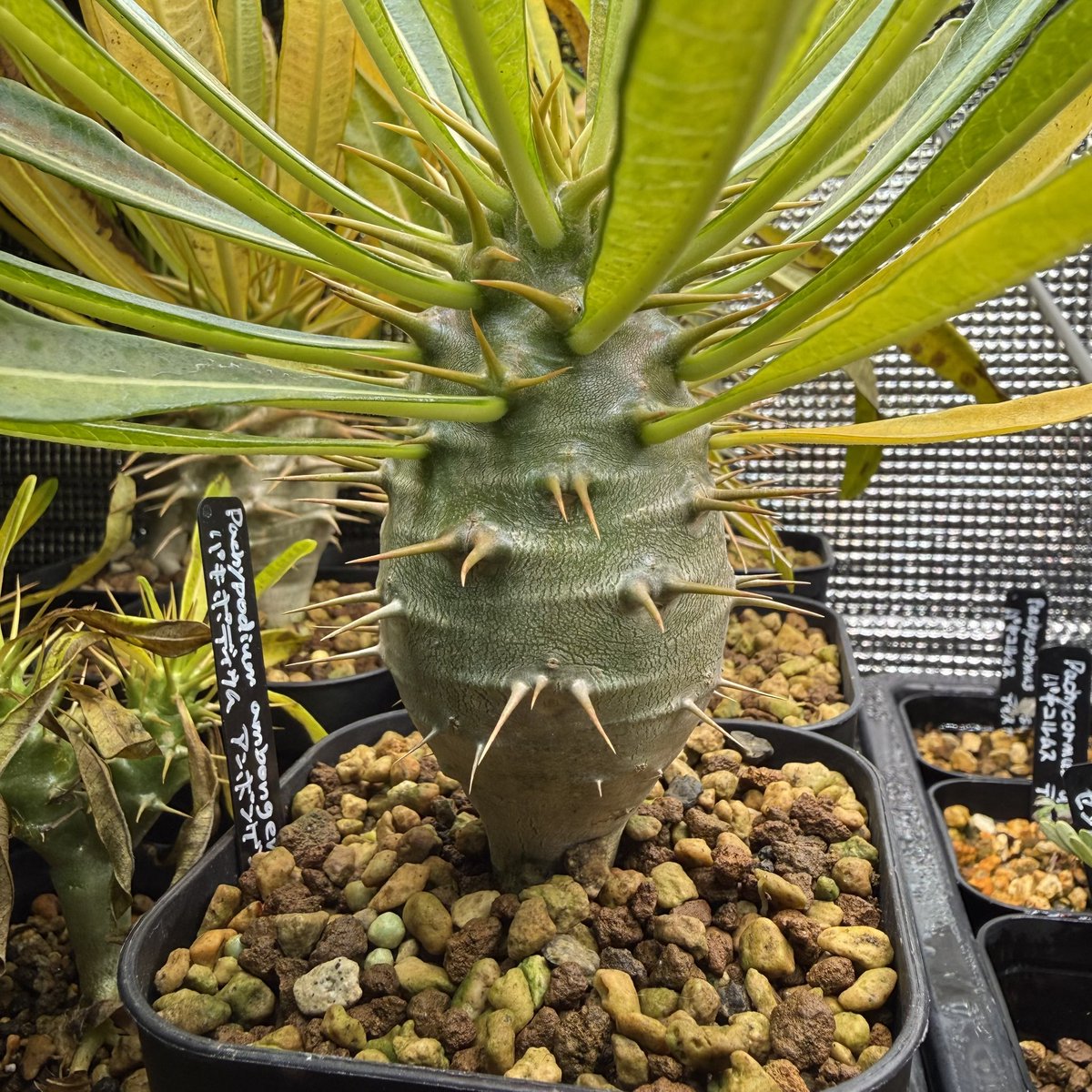 パキポディウム