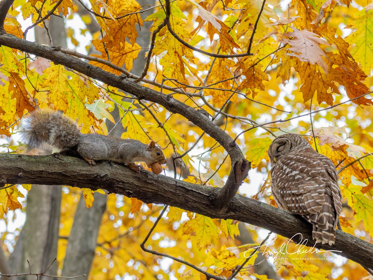 “Hey, you’re in my way!” This squirrel with a mouthful is stopped in his tracks by the unexpected roadblock to his planned route. Time to recalculate!

#barredowl #squirrel #nuts #perchedowl #om1markⅱ #mzuiko100400