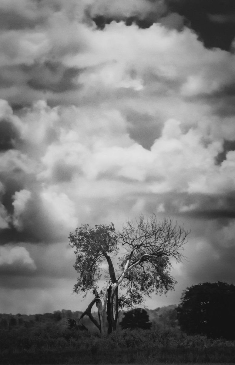 Happyrising_guy's tweet image. The value of a single tree… share yours!