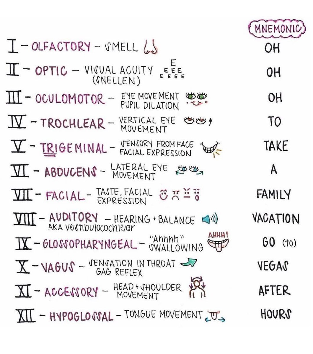 NurseHann100's tweet photo. I. Olfactory (You have 1 nose 👃🏽= CN1)
II. Optic (You have 2 eyes 👀 = CN2)
III. Oculomotor (CN3, 4, & 6 done together)
IV. Trochlear (CN3, 4, & 6 done together)
V.  Trigeminal (use 5 fingers to assess sensation ✋🏼= CN5)
VI. Abducens (Think: 6-pack abs 🏋🏽 = CN6)
VII. Facial (I can make 7 facial expressions 😁= CN7)
VIII. Vestibulocochlear (8 looks like an ear👂🏼= CN8)
IX. Glossopharyngeal (9 looks like a tongue 👅 = CN9)
X. Vagus (Vegas is 10/10 🥳 = CN10)
XI. Accessory (commit to memory)
XII. Hypoglossal (A glossary is typically at the end of a book 📖 = CN12 aka last CN)