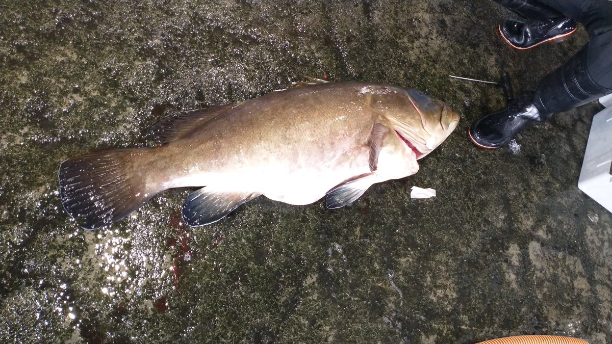 manazurugyokyo's tweet image. モロコ25kg

全国レベルではまだまだかもしれませんが、こんなデカいの初めて見ました☺️