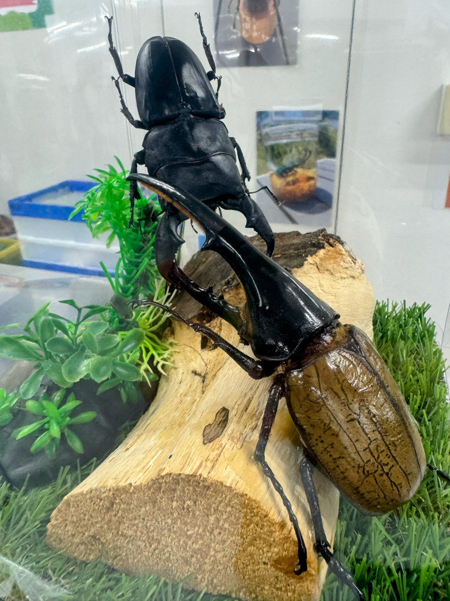 SS_JJ_official's tweet photo. 18年ぶりに再熱
#InsectDiscovery
#虫活 https://t.co/OXQt5NRi8y