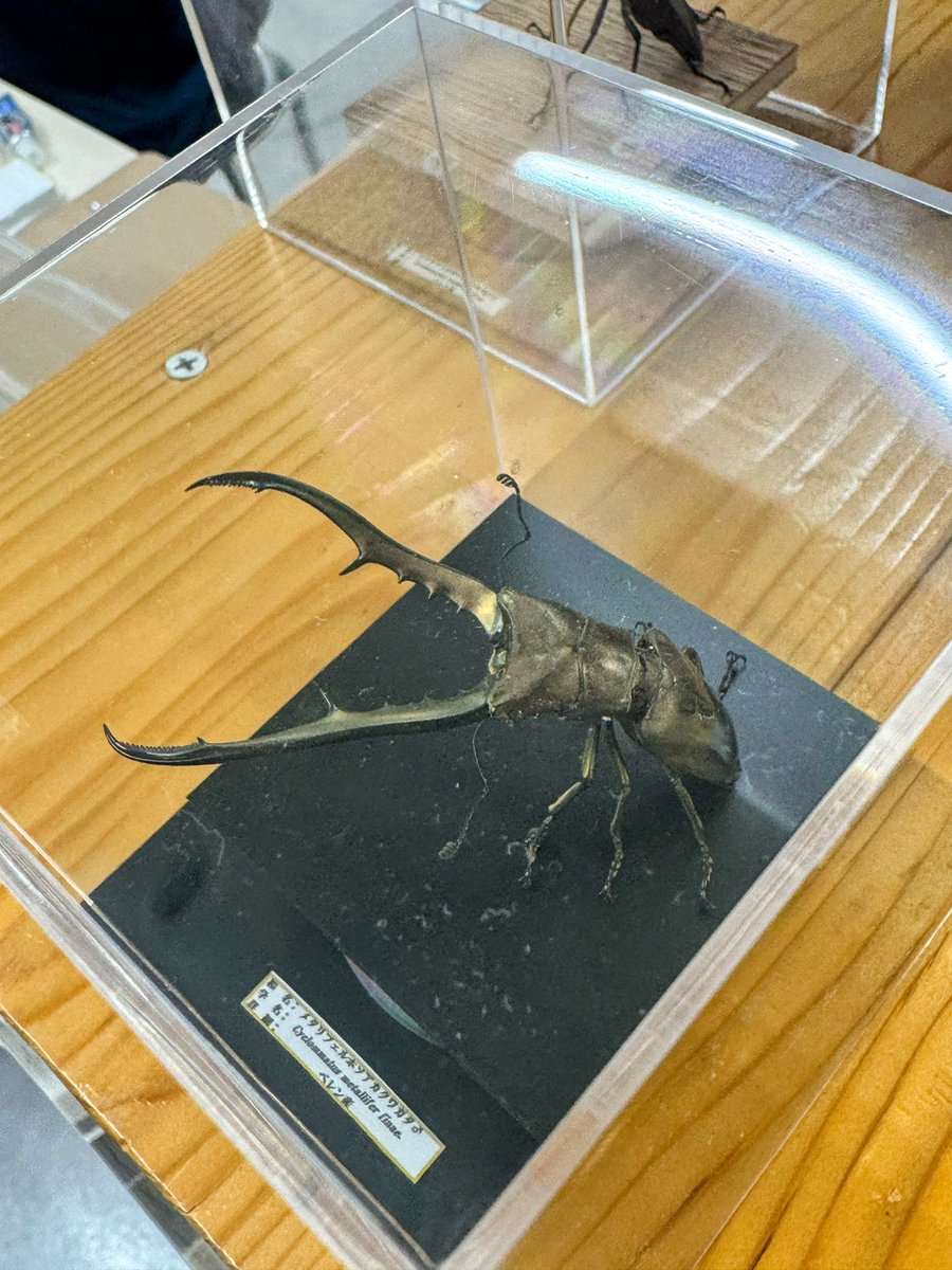 SS_JJ_official's tweet photo. 18年ぶりに再熱
#InsectDiscovery
#虫活 https://t.co/OXQt5NRi8y