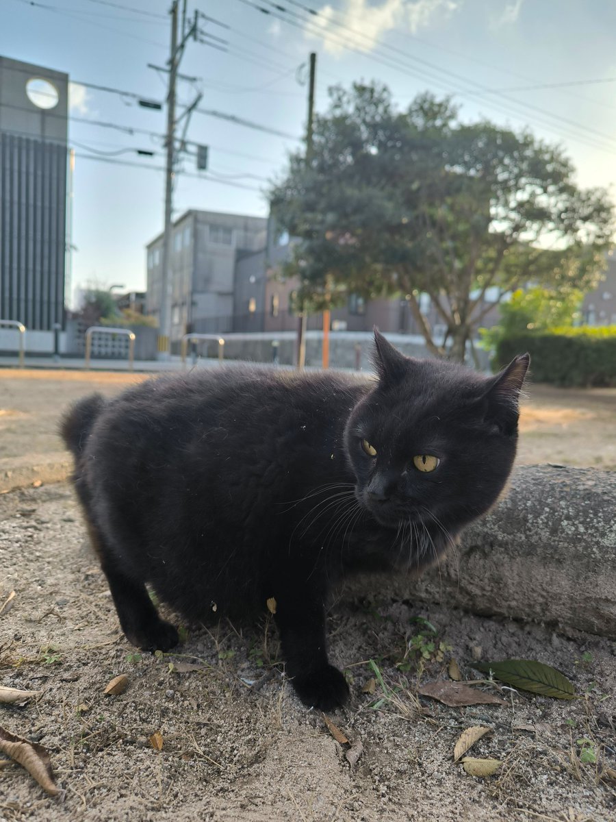 おはようございます。
風は強めだけど、そんな寒くもなく。
またまだ汗ばむ。訪問看護予定だからさっと。

公園真ん中でおねえさん餌あげてたから、入り口付近で見たらえっちゃん気づいて来てくれたよねー。
流石すぎる。
