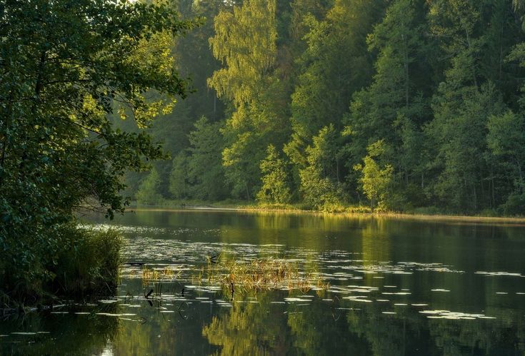 greendreaams's tweet image. 