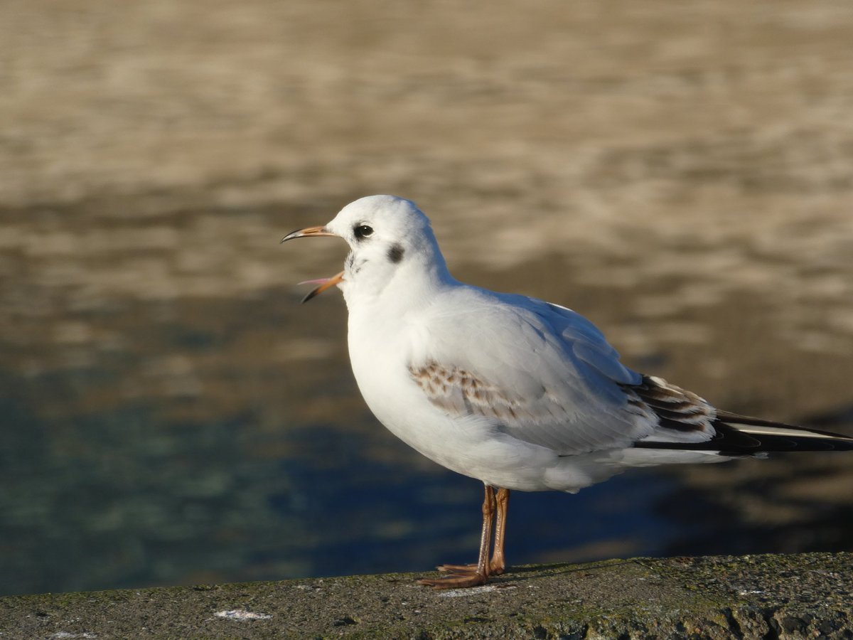 AbstractChey's tweet image. Sunday reset