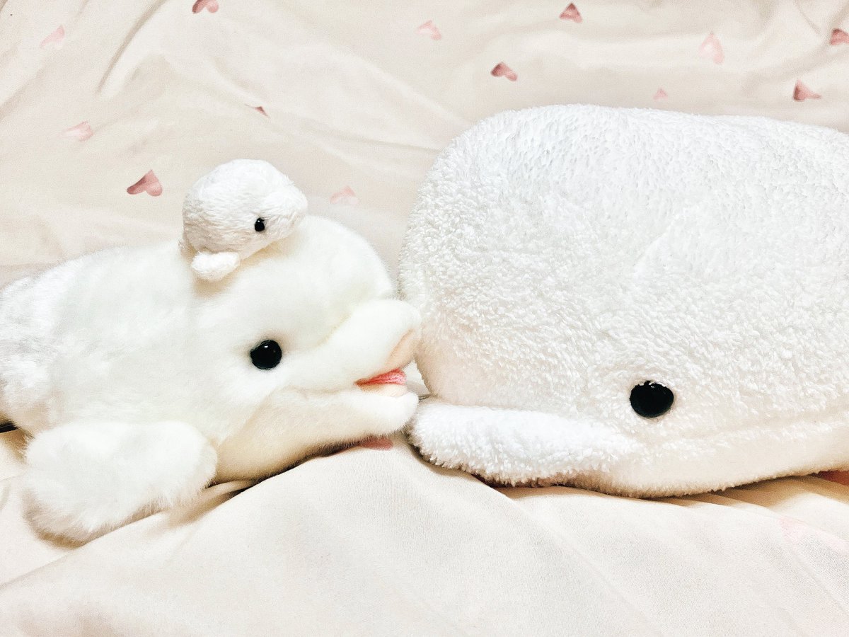 beluga_250607's tweet photo. 白い子達◌𓈒𓏲 https://t.co/dT8UC7TXto
