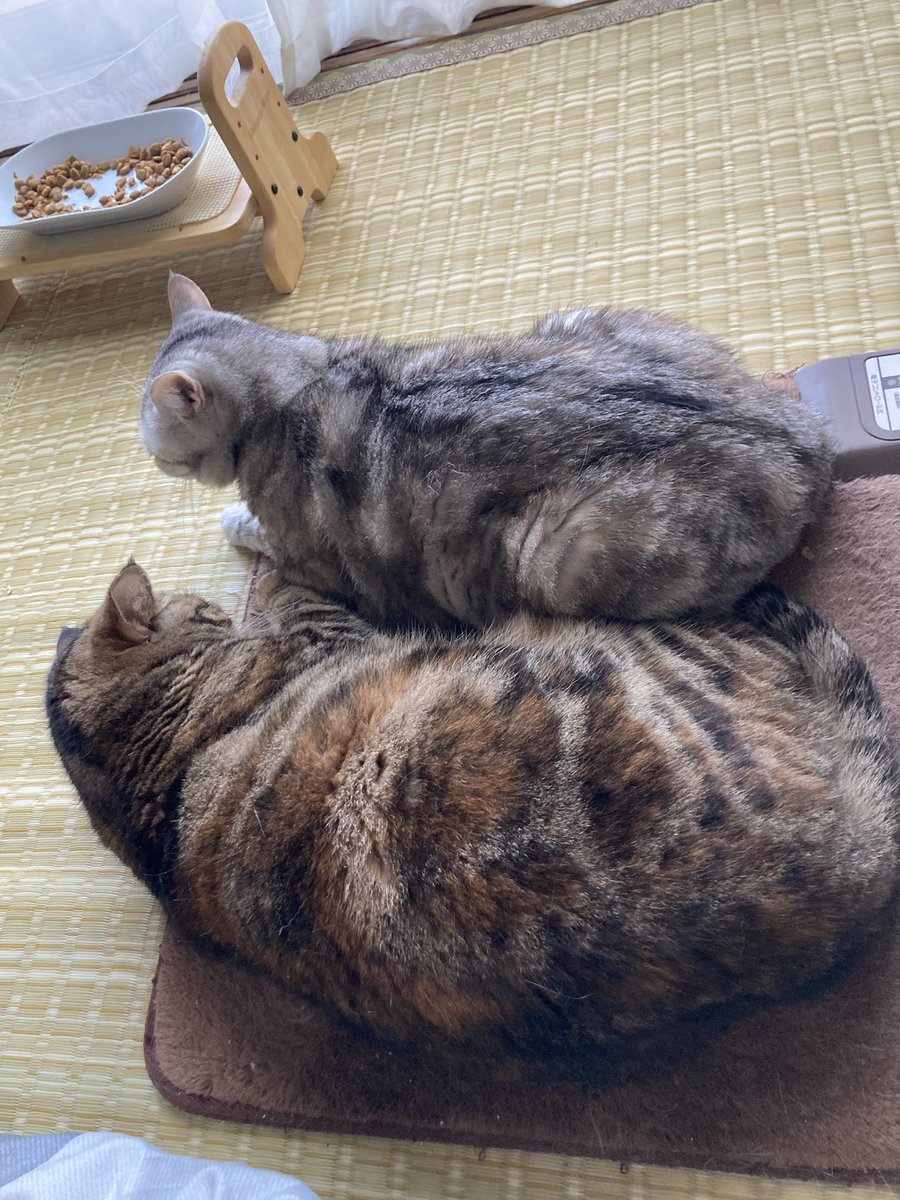 ✧1点限り✧超〜かわいい✧food cat✧フードキャット✧コラージュペーパー✧ エージ🍺 on X