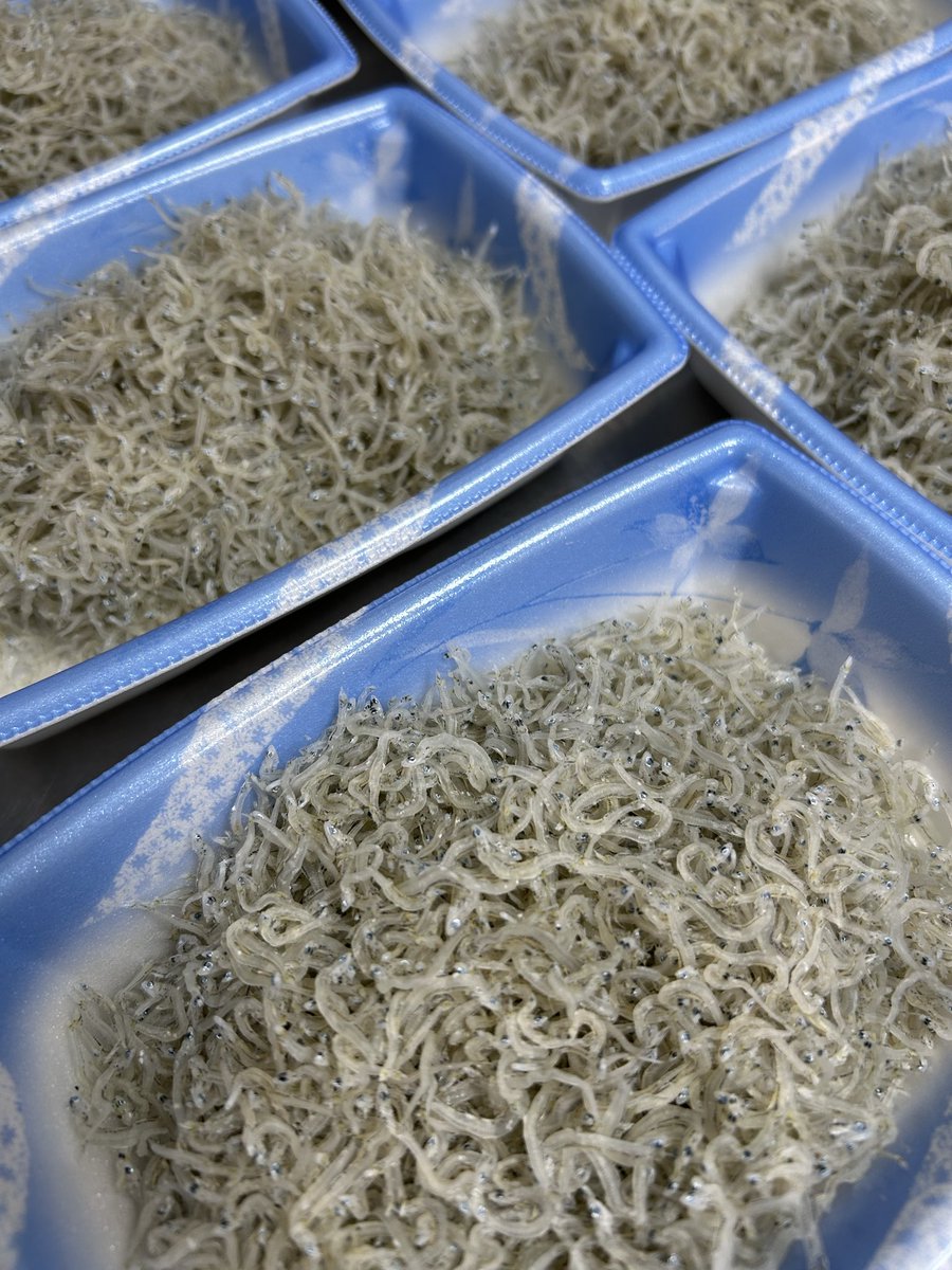 うおとら様　確認用 うおとら様 確認用 うおとら様 確認用 うおとら様 確認用 魚