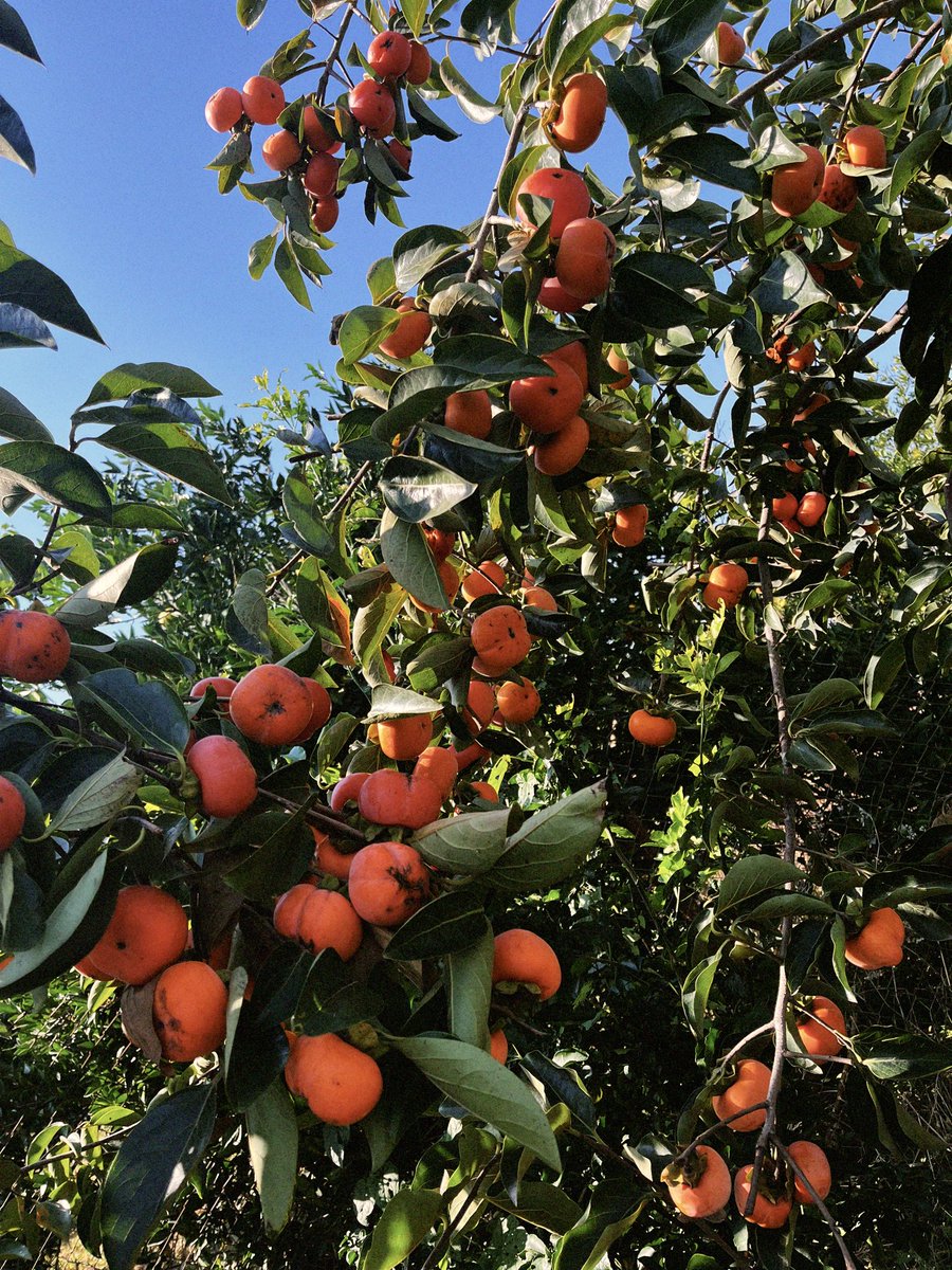 savadkoohiam's tweet image. بچه ها ما تو قائمشهر یه باغ خرمالو داریم 
دلال ها اومدن کیلو ده دوازده قیمت میدادن 
منم لج کردم نمیفروشم ب این قیمت. 

بچه های ک نزدیک مثل قائمشهر ساری بابل‌سوادکوه ،  بیاین باغ ما با خودتون جعبه بیارین فقط به هرکی همینجوری دوتا جعبه رایگان میدم عشق کنین مارم دعا کنید.