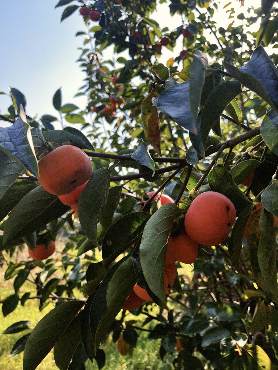 savadkoohiam's tweet image. بچه ها ما تو قائمشهر یه باغ خرمالو داریم 
دلال ها اومدن کیلو ده دوازده قیمت میدادن 
منم لج کردم نمیفروشم ب این قیمت. 

بچه های ک نزدیک مثل قائمشهر ساری بابل‌سوادکوه ،  بیاین باغ ما با خودتون جعبه بیارین فقط به هرکی همینجوری دوتا جعبه رایگان میدم عشق کنین مارم دعا کنید.